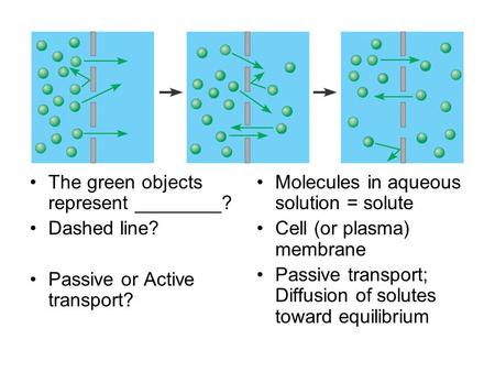 The green objects represent ________? Dashed line? Passive or Active transport? Molecules in aqueous solution = solute Cell (or plasma) membrane Passive.
