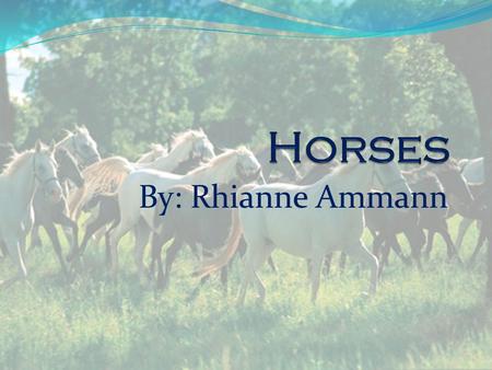 By: Rhianne Ammann. History Throughout the centuries man has found many purposes for the horse Work Plow fields, pull heavy equipment Transportation Pull.