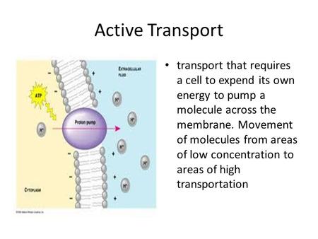 Active Transport transport that requires a cell to expend its own energy to pump a molecule across the membrane. Movement of molecules from areas of low.
