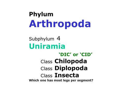 Phylum Arthropoda Subphylum 4 Uniramia ‘DIC’ or ‘CID’ Class Chilopoda Class Diplopoda Class Insecta Which one has most legs per segment?