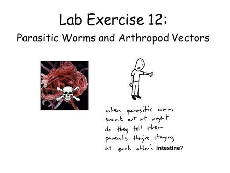 Lab Exercise 12: Parasitic Worms and Arthropod Vectors intestin e ? Intestine?
