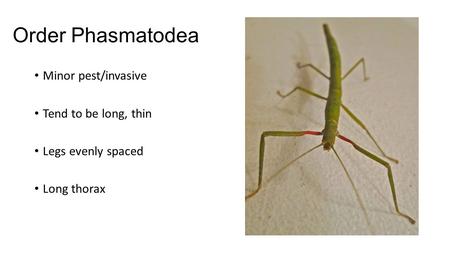 Order Phasmatodea Minor pest/invasive Tend to be long, thin