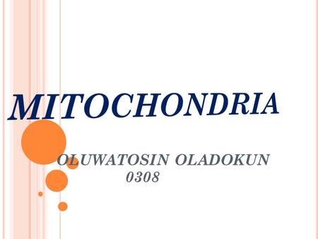 OLUWATOSIN OLADOKUN 0308. TABLE OF CONTENTS  WHAT IS MITOCHONDRIA?  STRUCTURE OF MITOCHONDRION  THE OUTER MEMBRANE  THE INTERMEMBRANE SPACE  THE.