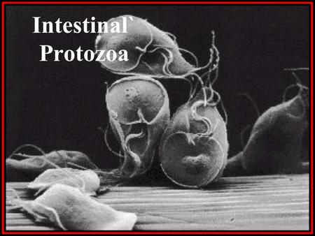 Intestinal` Protozoa.