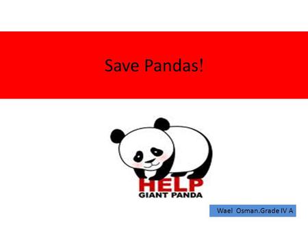 !Save Pandas Wael Osman.Grade IV A. Panda’s Features They have: - a large head -small shaped pupils -sensitive nose and ears -strong teeth for chewing.