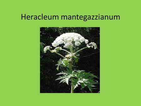 Heracleum mantegazzianum. Heracleum maximum- Cowparsnip.