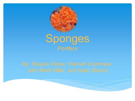 Sponges Porifera By: Shayna Dicker, Hannah Duminske, John Mark Miller, and Isaac Bianco.