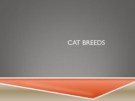 CAT BREEDS. ABYSSINIAN  Balanced medium sized animal of foreign type.  Beautiful ticked, resilient coats  Four common colors: Ruddy, Red, Blue and.