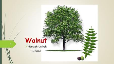 Walnut Hamzeh Dalbah 11210166.