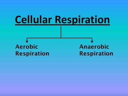 Cellular Respiration Aerobic Anaerobic Respiration Respiration.