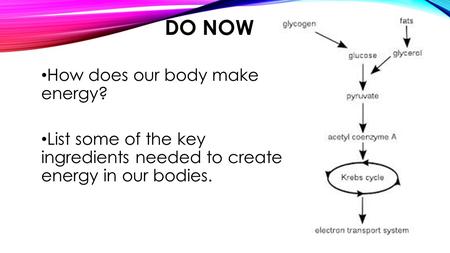 Do Now How does our body make energy?