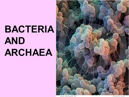 BACTERIA AND ARCHAEA.