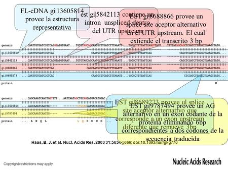 Copyright restrictions may apply. Haas, B. J. et al. Nucl. Acids Res. 2003 31:5654-5666; doi:10.1093/nar/gkg770 FL-cDNA gi|13605814 provee la estructura.