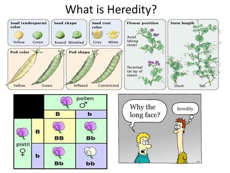 What is Heredity?.