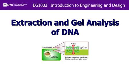 EG1003: Introduction to Engineering and Design Extraction and Gel Analysis of DNA.