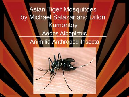 Aedes Albopictus Animilia-Anthropod-Insecta