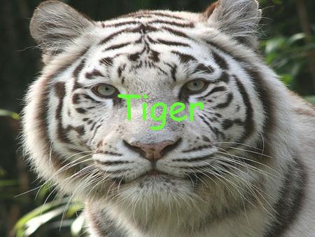 Tiger.  The tiger is a member of the Felidae family; the largest and the most powerful of the four big cat in the genus Panthera Highly adaptable,