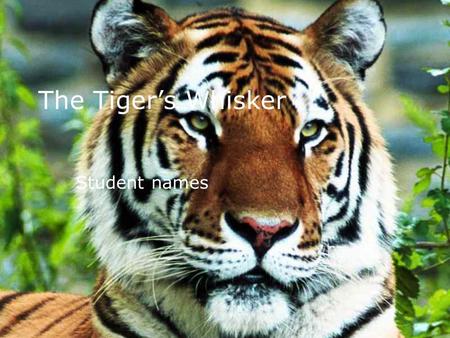 The Tiger’s Whisker Student names.