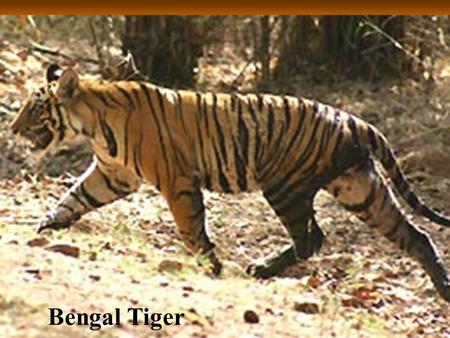 Bengal Tiger. Sundarbans Tiger Reserve – western Reserve – western India and India and southeastern southeastern Bangladesh Bangladesh Located in.
