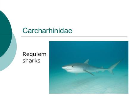 Carcharhinidae Requiem sharks. Carcharhinidae characteristics  5 gill slits  2 dorsal fins No fin spines  Caudal fin w/ strong ventral lobe  Mouth.