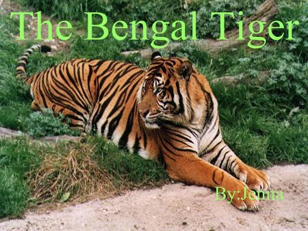 The Bengal Tiger By:Jenna This is dedicated to all the Bengal tigers out there…