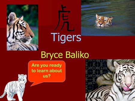Tigers Bryce Baliko Are you ready to learn about us?
