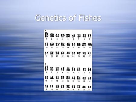 Genetics of Fishes. Basic Genetics  Most fish are diploid (2N)  Normal for most vertebrates  ~50 chromosomes typical (range 16- 446)  Produce haploid.