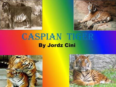 Caspian Tiger By Jordz Cini. Info The Caspian tiger was found in Iran, Iraq, Afghanistan, Turkey, Mongolia, Kazakhstan, Caucasus, Tajikistan, Turkmenistan.