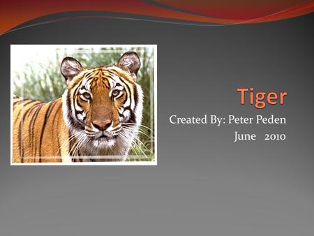 Created By: Peter Peden June 2010. Something Bigger Than Your House Cat You were walking in Asia when you hear a roar. It was a tiger.
