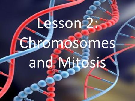 Lesson 2: Chromosomes and Mitosis