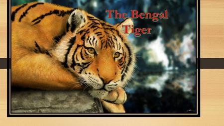 Bengal Tigers. Characteristics of a Bengal Tiger.