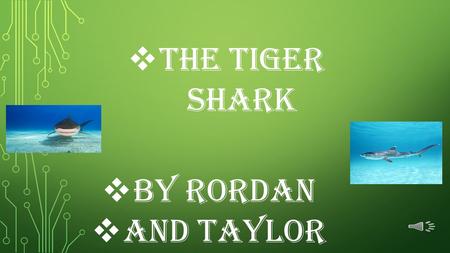  The Tiger shark  By rordan  and Taylor The Tiger Shark has tiger-like markings on a dark back with an off-white underbelly.  On average the Tiger.