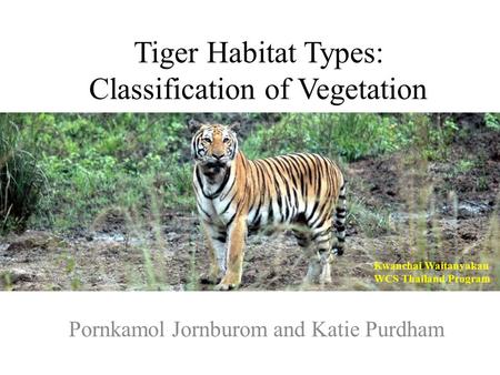 Tiger Habitat Types: Classification of Vegetation Pornkamol Jornburom and Katie Purdham Kwanchai Waitanyakan WCS Thailand Program.