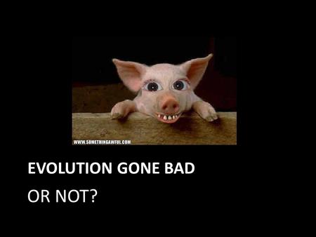 EVOLUTION GONE BAD OR NOT?. Ape Walrus Bird Cat.