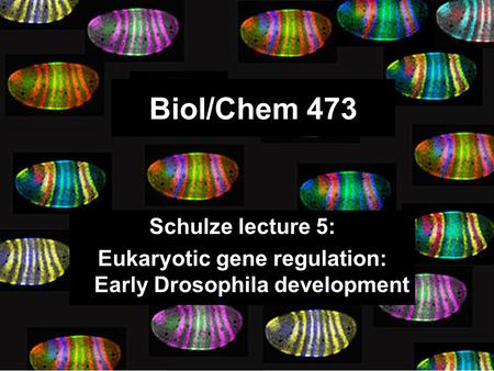 Biol/Chem 473 Schulze lecture 5: Eukaryotic gene regulation: Early Drosophila development.