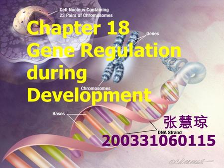 Chapter 18 Gene Regulation during Development