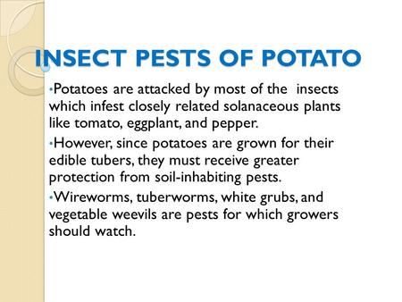 INSECT PESTS OF POTATO Potatoes are attacked by most of the insects which infest closely related solanaceous plants like tomato, eggplant, and pepper.