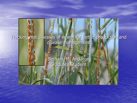 Tracking rust diseases of wheat for better production and disease management Berhanu M. Andarge Graduate Student.