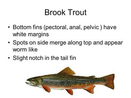 Brook Trout Bottom fins (pectoral, anal, pelvic ) have white margins Spots on side merge along top and appear worm like Slight notch in the tail fin.