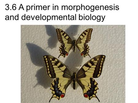 3.6 A primer in morphogenesis and developmental biology.