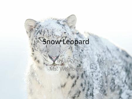 Snow Leopard By Lucy Ms. Weinberg. Snow Leopard Why I Chose My Animal? I chose the snow leopard because my dad and I both love the snow leopard’s coat.