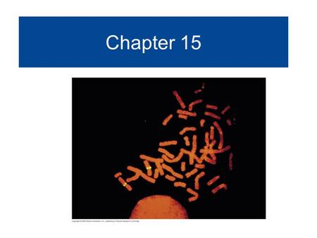 Chapter 15 The Chromosomal Basis of Inheritance. Fig. 15-2b 0.5 mm Meiosis Metaphase I Anaphase I Metaphase II Gametes LAW OF SEGREGATION The two alleles.
