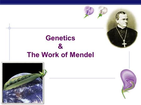AP Biology Genetics & The Work of Mendel. AP Biology Gregor Mendel  Modern genetics began in the mid-1800s in an abbey garden, where a monk named Gregor.