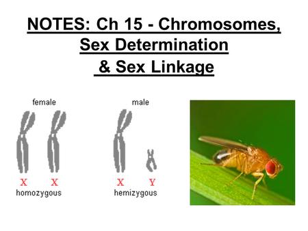 NOTES: Ch 15 - Chromosomes, Sex Determination & Sex Linkage