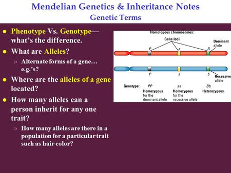 Mendelian Genetics & Inheritance Notes Genetic Terms l Phenotype Vs. Genotype— what’s the difference. l What are Alleles? »Alternate forms of a gene… e.g.’s?