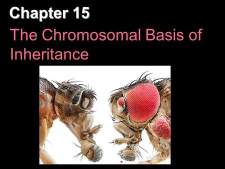 Chapter 15 The Chromosomal Basis of Inheritance. Overview: Locating Genes Along Chromosomes Mendel’s “hereditary factors” were genes, though this wasn’t.