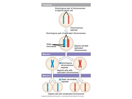 Figure 13.7 Overview of meiosis: how meiosis reduces chromosome number