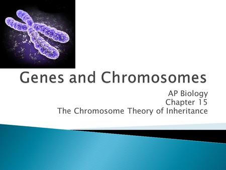 AP Biology Chapter 15 The Chromosome Theory of Inheritance