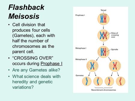 Flashback Meisosis Cell division that produces four cells (Gametes), each with half the number of chromosomes as the parent cell. “CROSSING OVER” occurs.