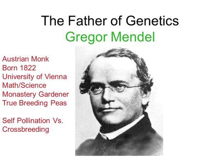 The Father of Genetics Gregor Mendel Austrian Monk Born 1822 University of Vienna Math/Science Monastery Gardener True Breeding Peas Self Pollination Vs.